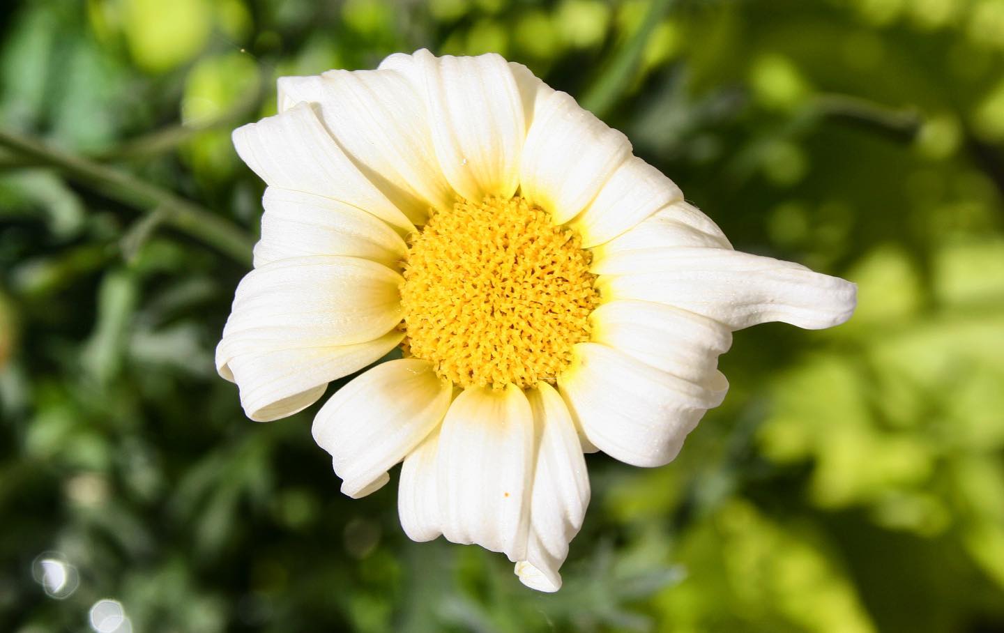 06/15/05 | \ 
First day with the @CanonCanada #RebelXT
|
|
|
|
|
#Flower #Flowers #PerennialBorder #Canada #🇨🇦 #NaturePhoto #Perennials #CanonRebel #CentralCanada #FirstShot #Winnipeg #CloseUpShot #55mmlens #IG #DoF #DoFNature