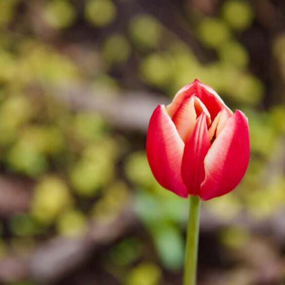 A single red tulip with white edges stands in sharp focus against a blurred background of greenery, representing the annual Tulip Festival in Ottawa.