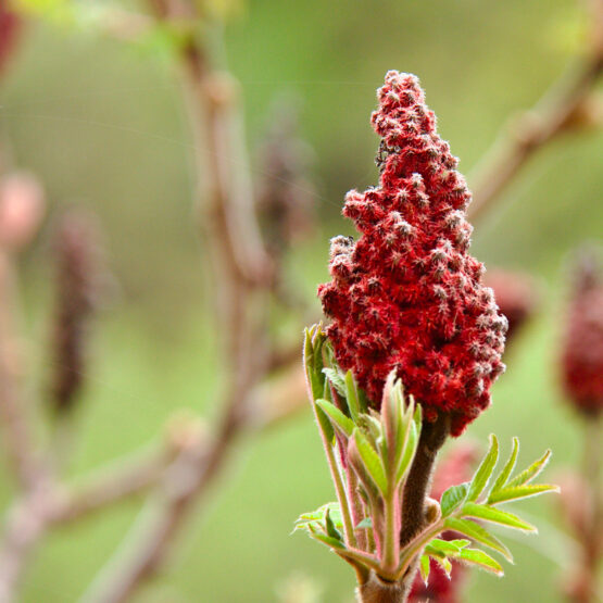 Close-up of a Staghorn sumac with intricate details, like fuzzy red cones, set against a blurred green background, with some cobwebs visible, highlighting the fine textures of the plant.